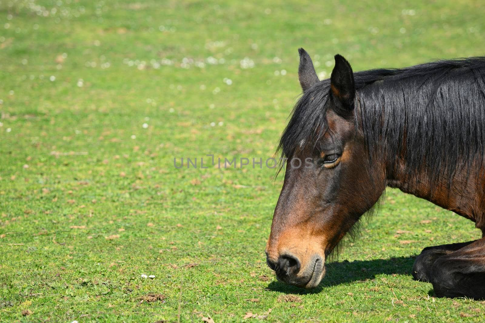 Detail of head of black and brown horse resting on a green grass under the sun