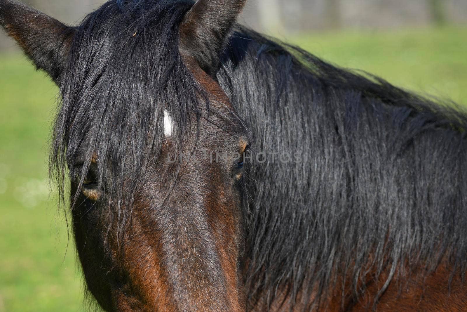 Detail of head of black and brown horse resting on a green grass under the sun