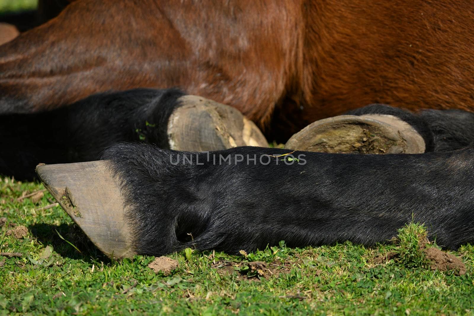 Close up of hoofs of horse resting on green grass