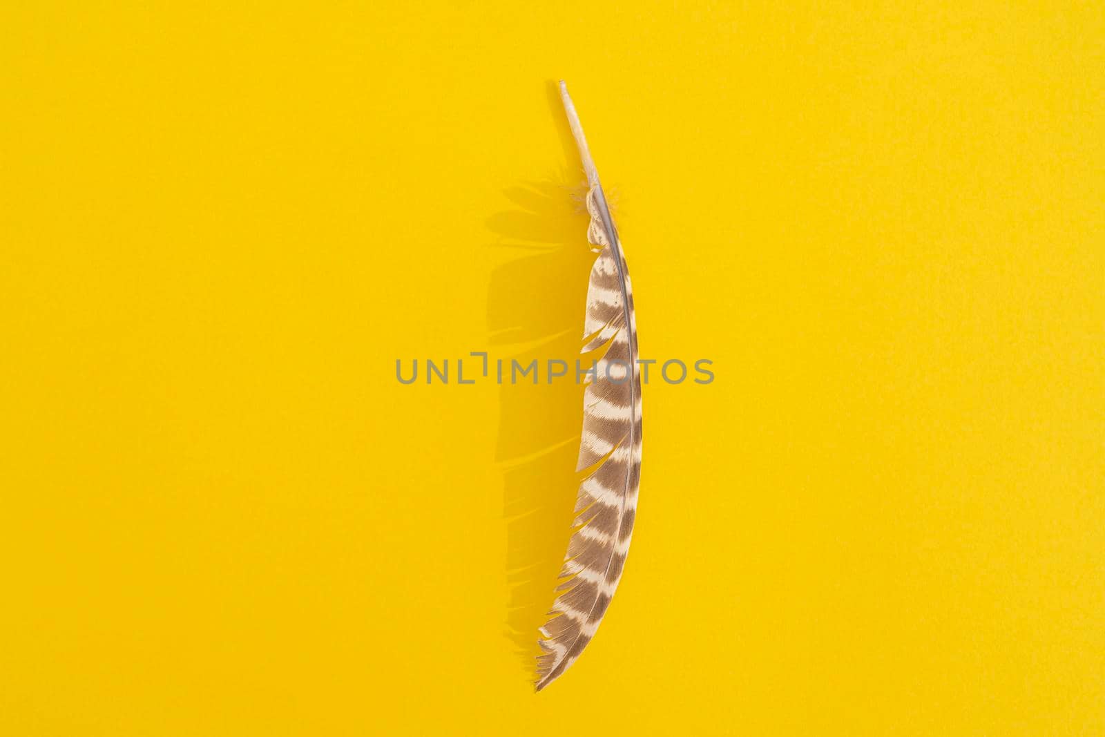 owl feather with hard shadow on colorful background. High quality photo
