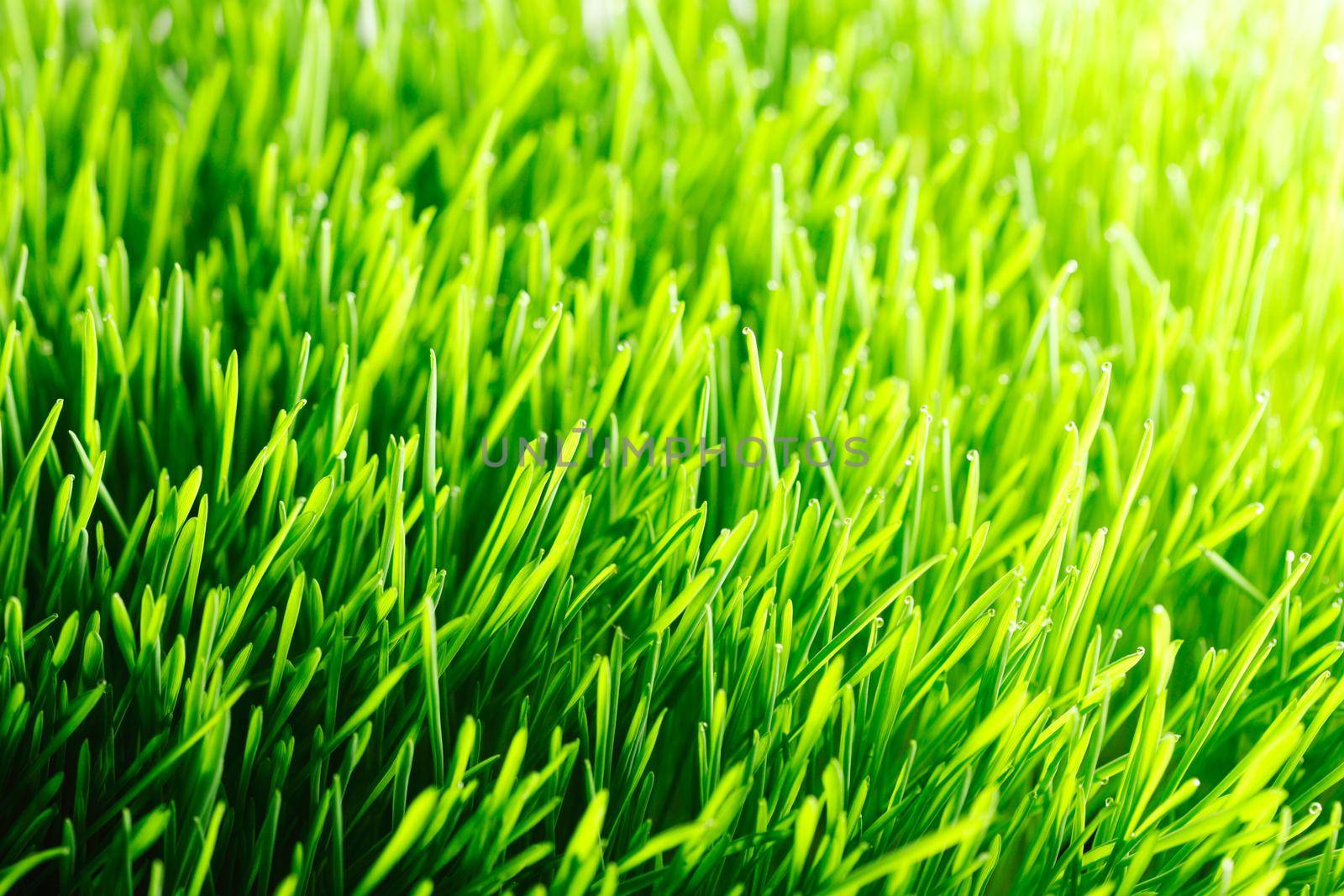 Green fresh summer grass meadow in sunlight close-up, sunny spring Background