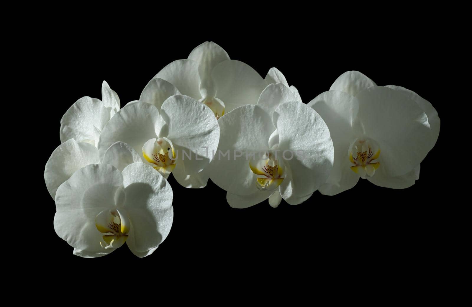 White orchid flowers isolated on black background. by Yurii73