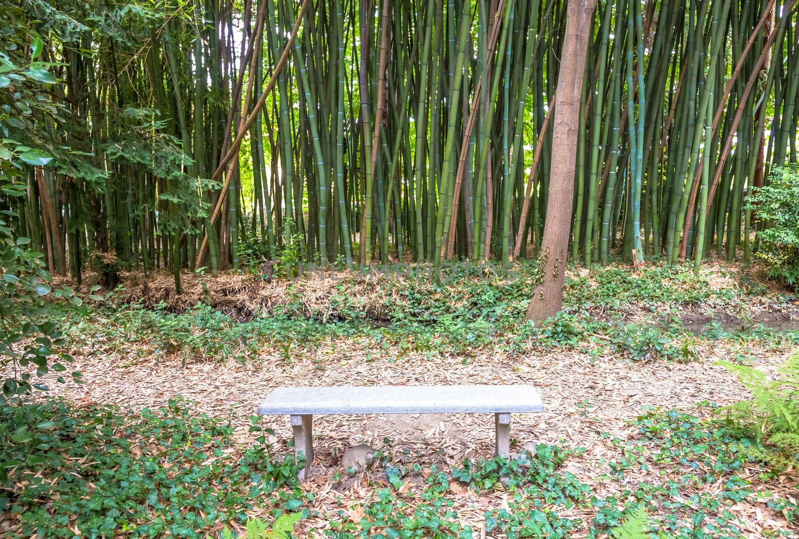 Bamboo botanical garden. Useful concept for zen, environment and green life.