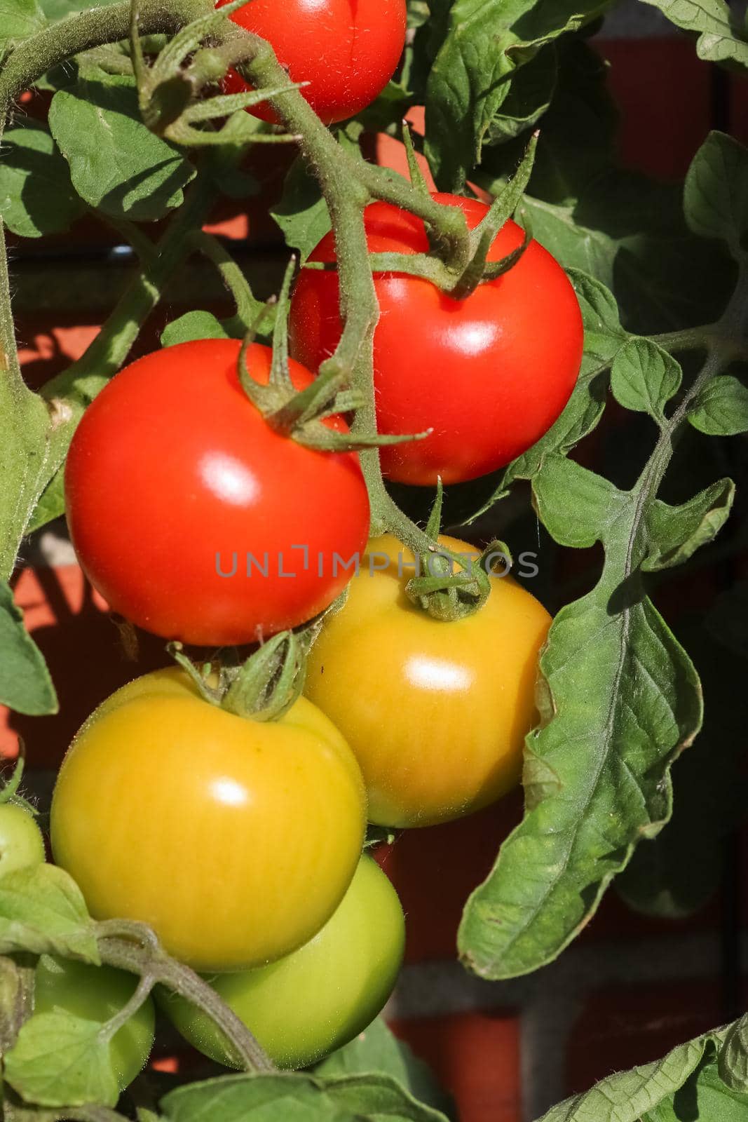 Some tomatoes on a bush growing at the wall of a house. Agriculture concept.