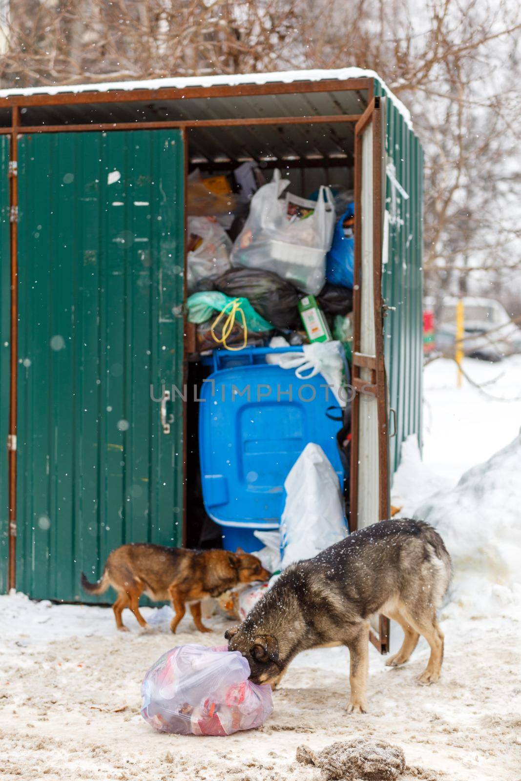 two stray dogs take away garbage bags at winter day under snowfall by z1b