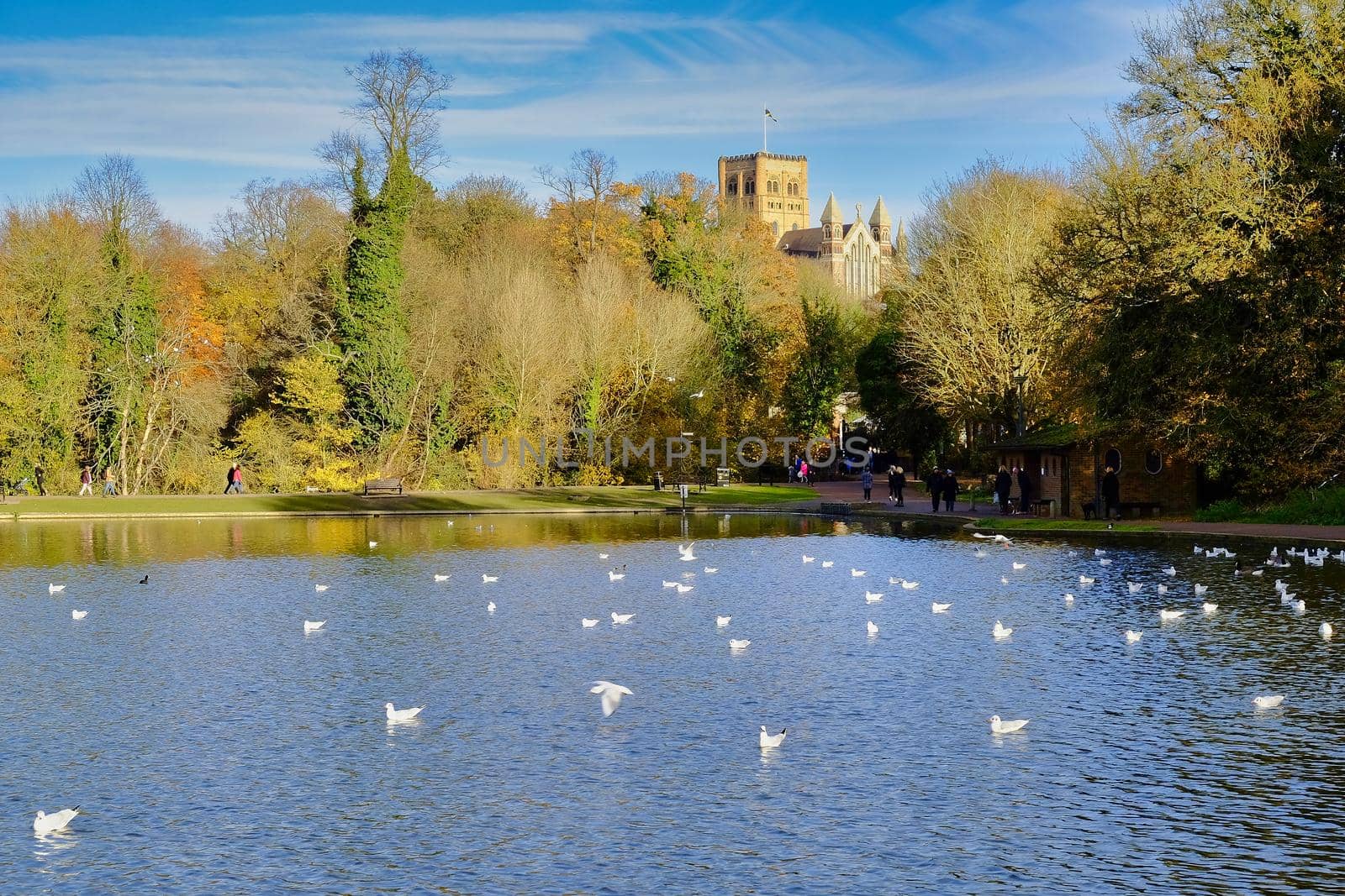 View of the ornamental lake in Verulanium Park, St Albans,UK. with the Cathedral in the background.