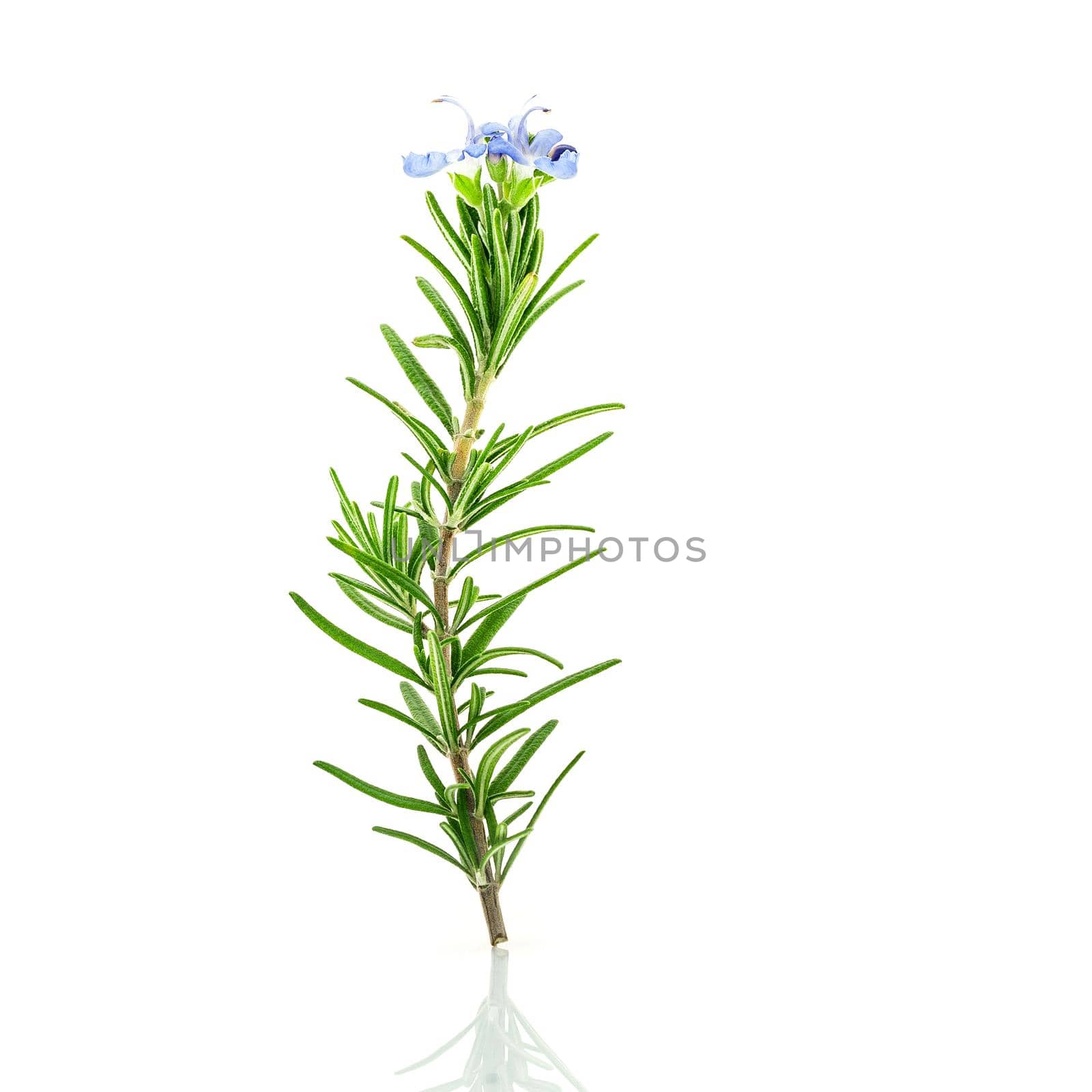 Close Up branch of fresh rosemary and rosemary flower isolated on white background.