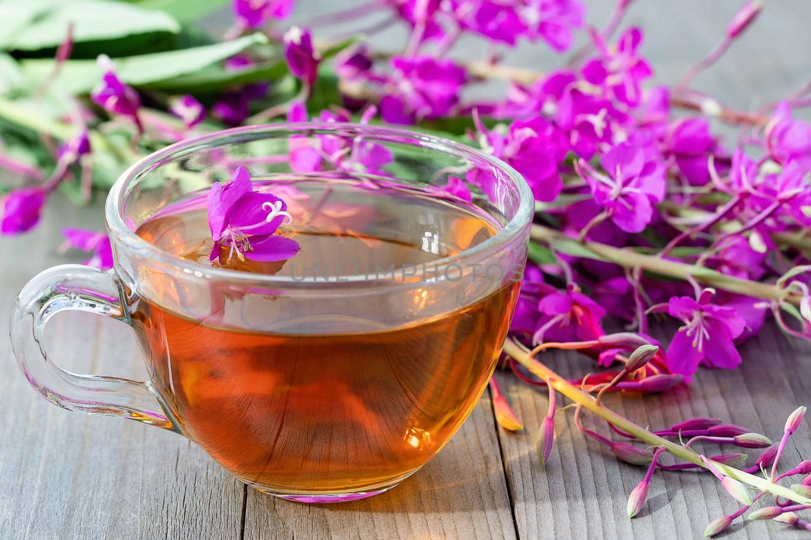 Fireweed herb known as blooming sally and tea in a cup by galsand