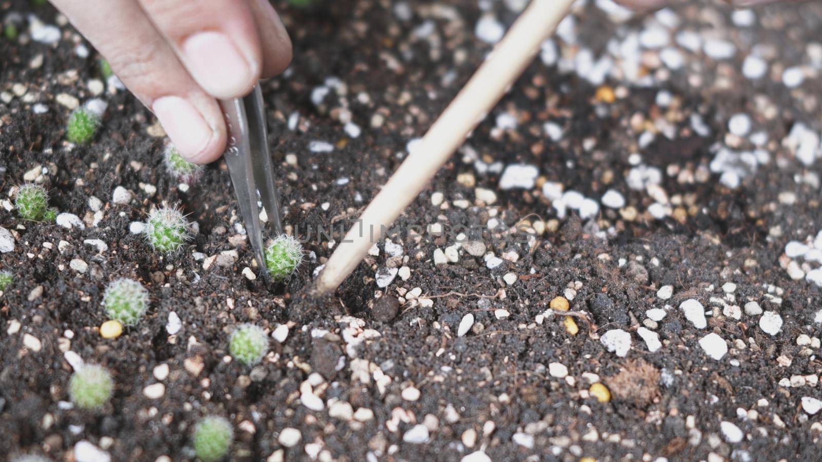 Closeup female hands planting cactus in soil by Sorapop
