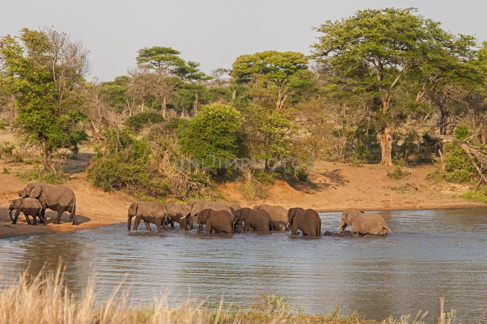 African Elephant herd crossing water 13673 by kobus_peche