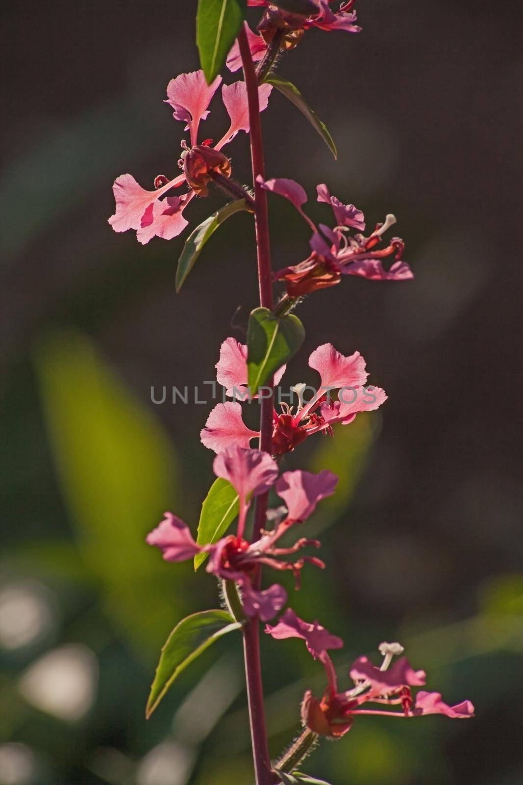 The Elegant Clarkia (Clarkia unguiculata) is endemic to the Californian woodlands and is common on the forest floor of many oak woodlands.