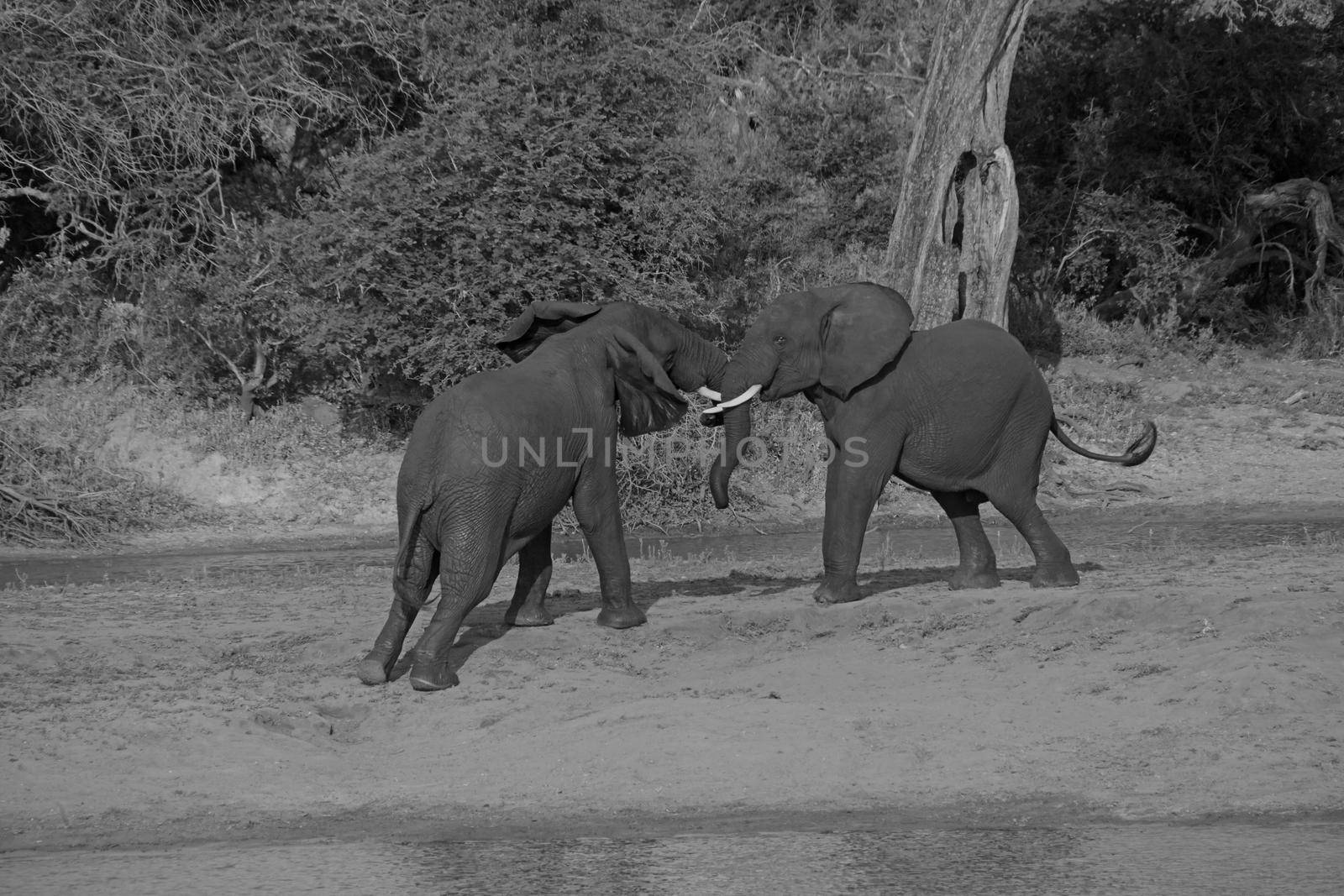 Young African Elephant bulls fighting 13668 BW by kobus_peche