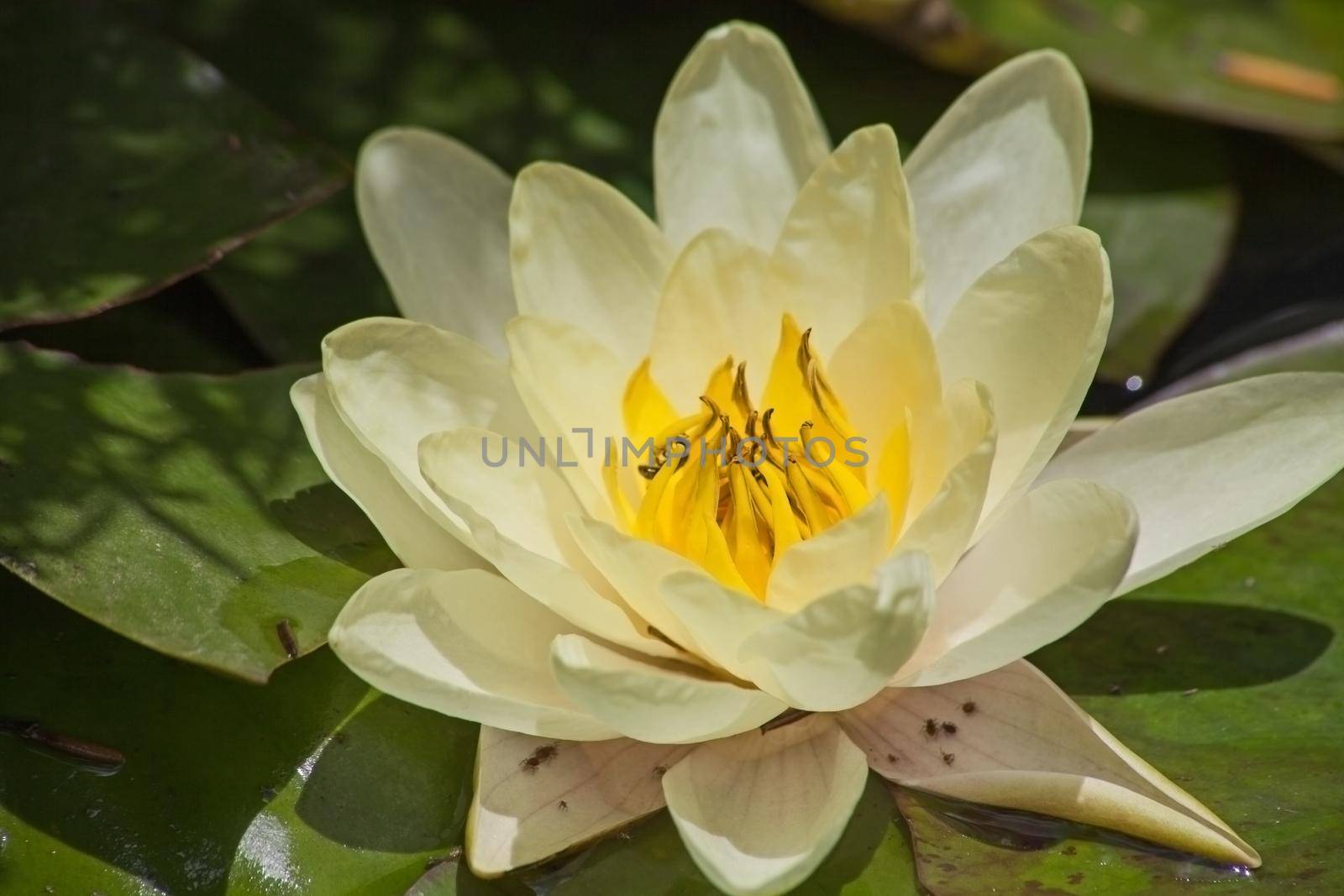 Macro image of the yellow  flower of the Pond Lily (Nymphaea caerulea)