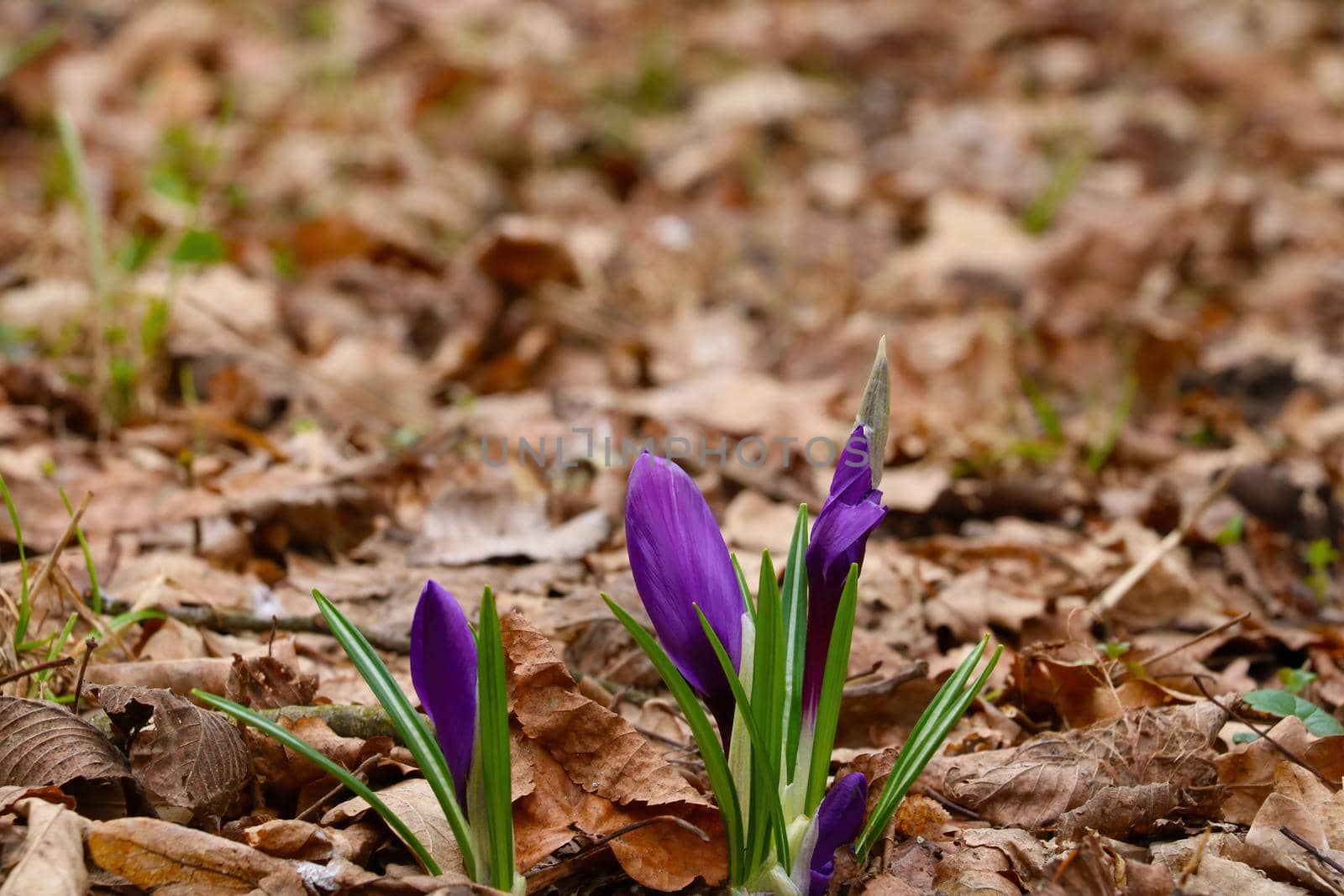 Young crocuses grow from yellow leaves in spring
