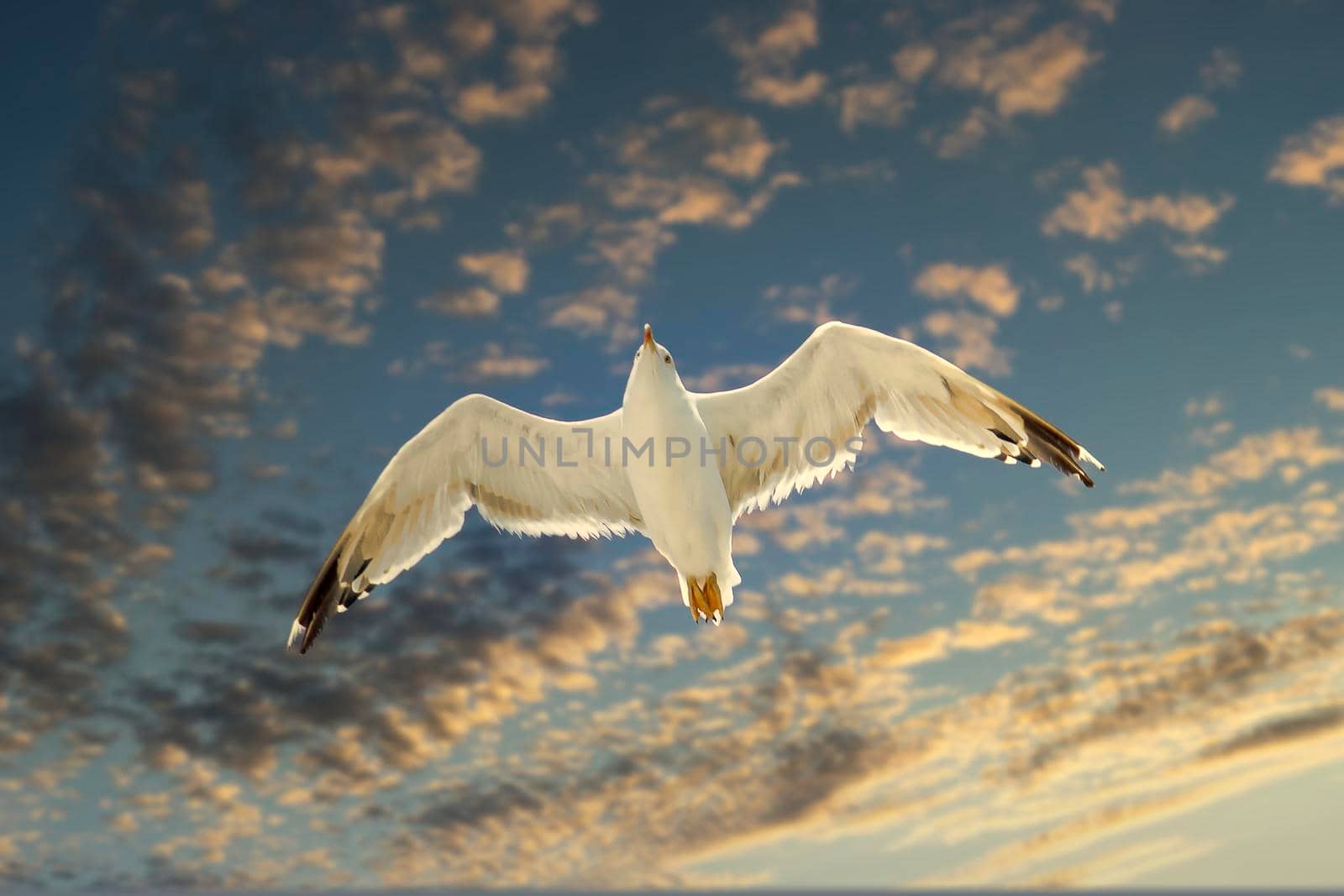 Seagull against the sunset sky. Sunny autumn day. Bottom view. by Essffes