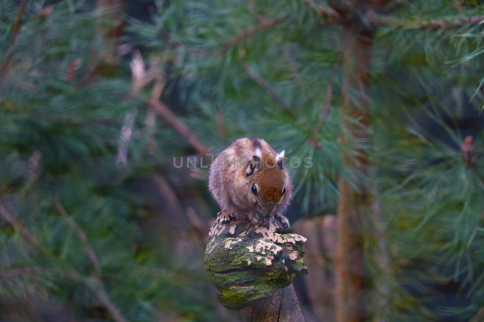 View of a beautiful chipmunk sitting on a tree