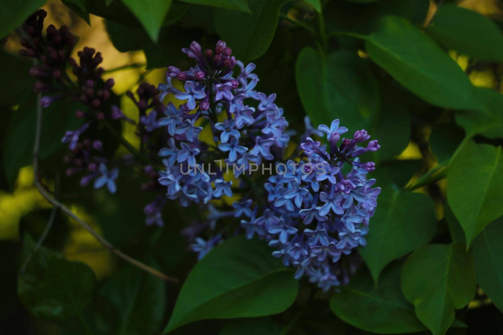 Blooming fragrant lilac in spring in the garden