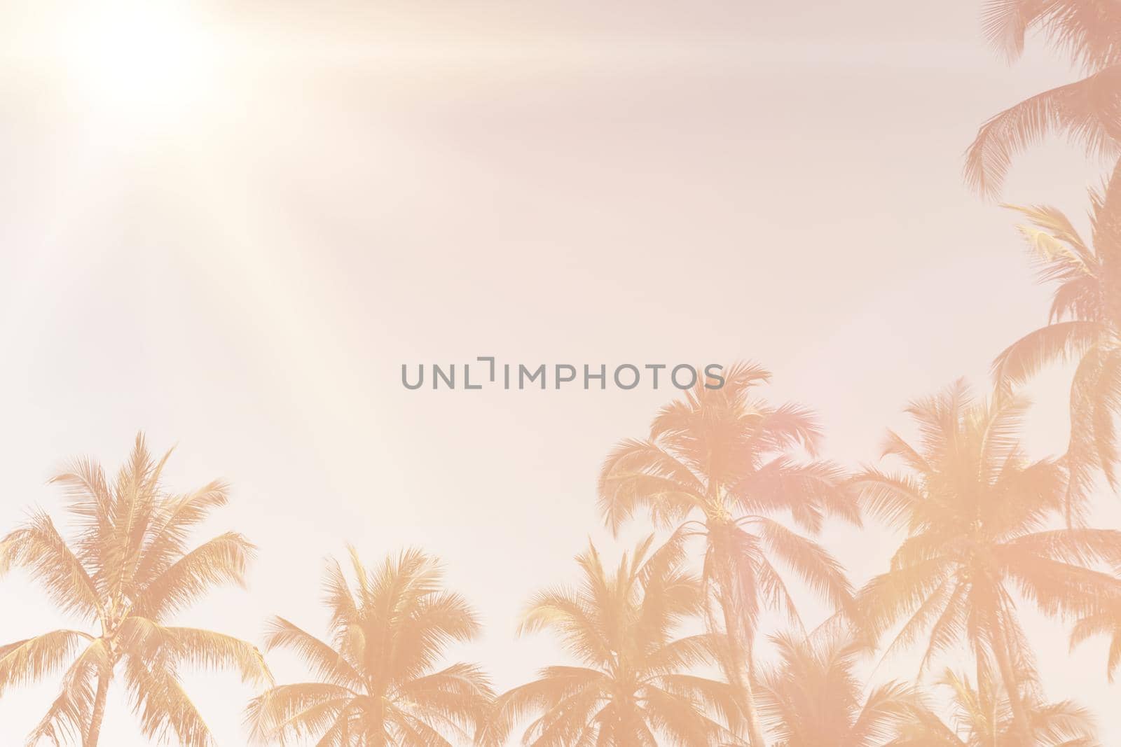 Tropical palm coconut trees on sunset sky flare and bokeh nature colorful background.