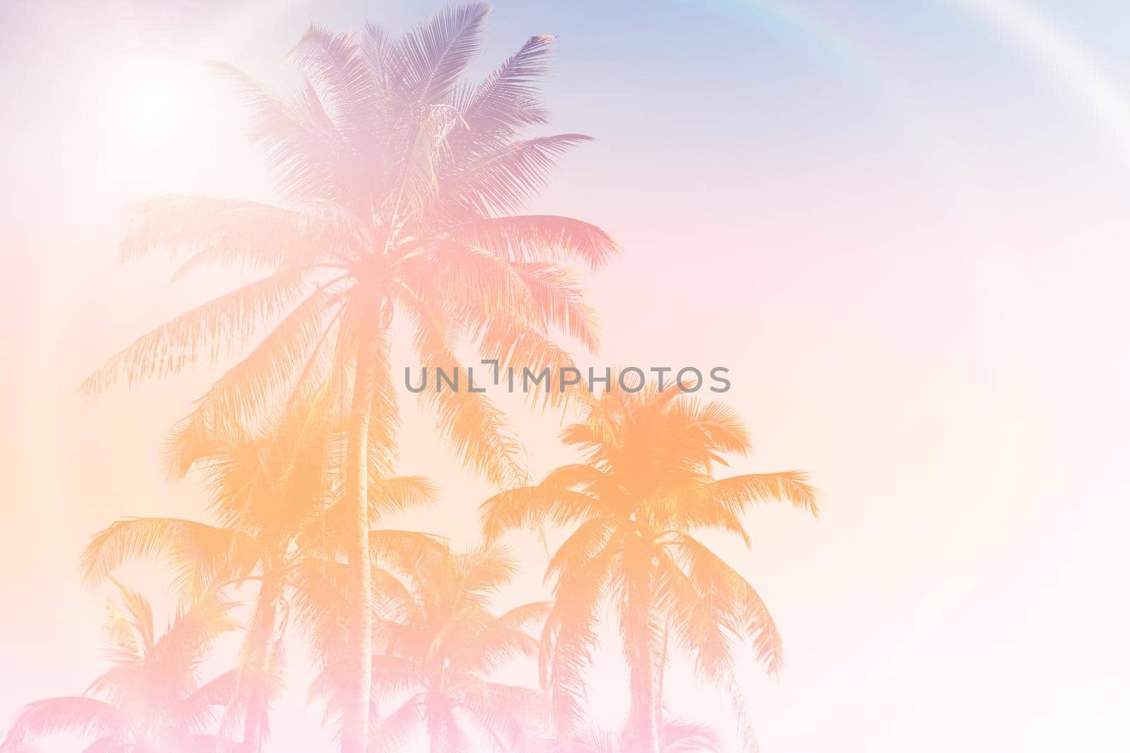 Tropical palm coconut trees on sunset sky flare and bokeh nature colorful background.