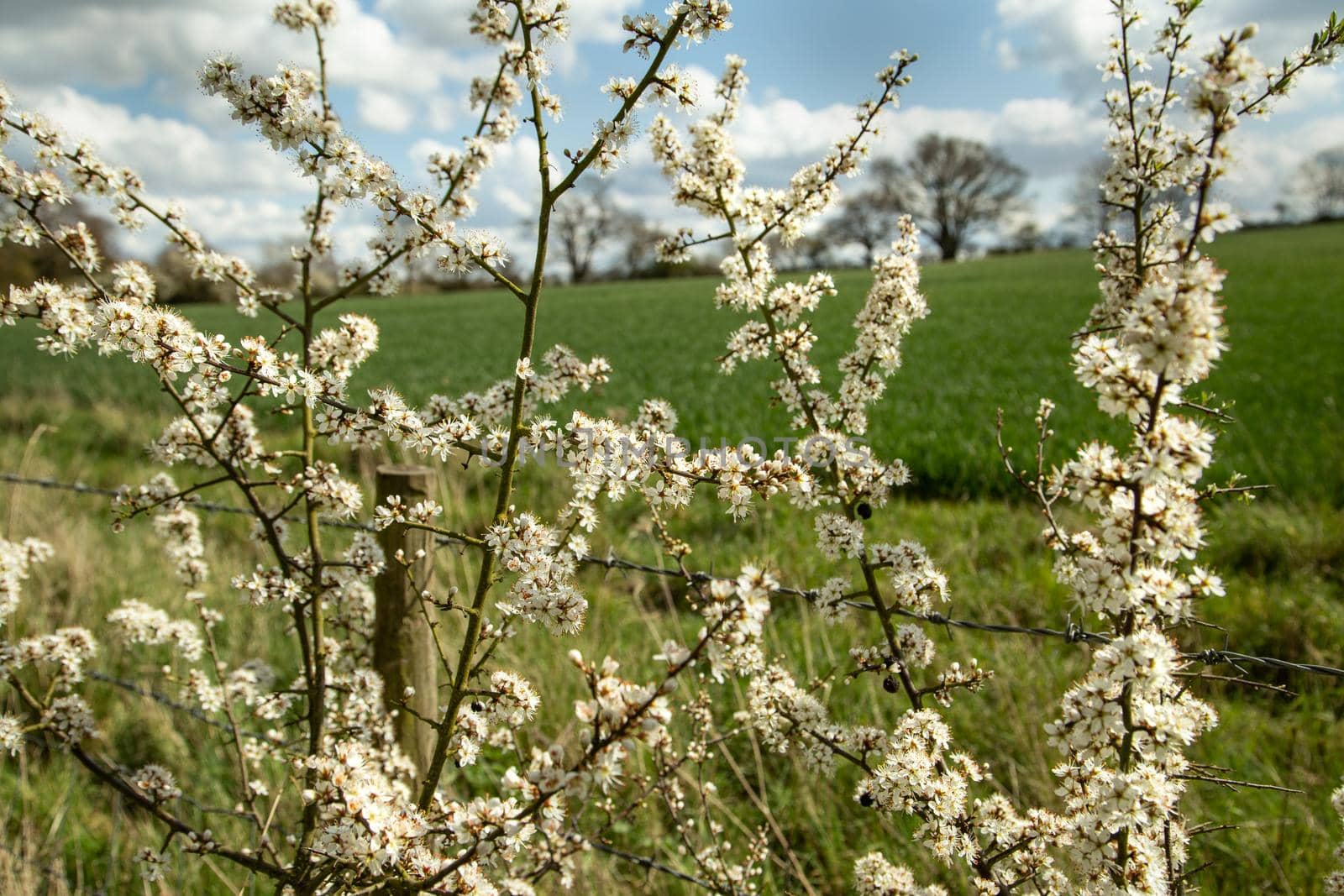 Sloe blossom, prunus spinosa bush, blackthorn during sunny spring day over rural landscape. UK, Suffolk