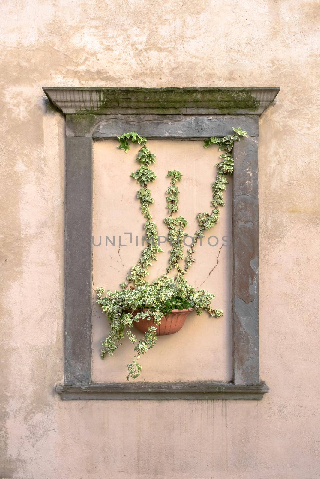 Climbing plant in red terracotta pot on the wall, framed by a masonry frame.