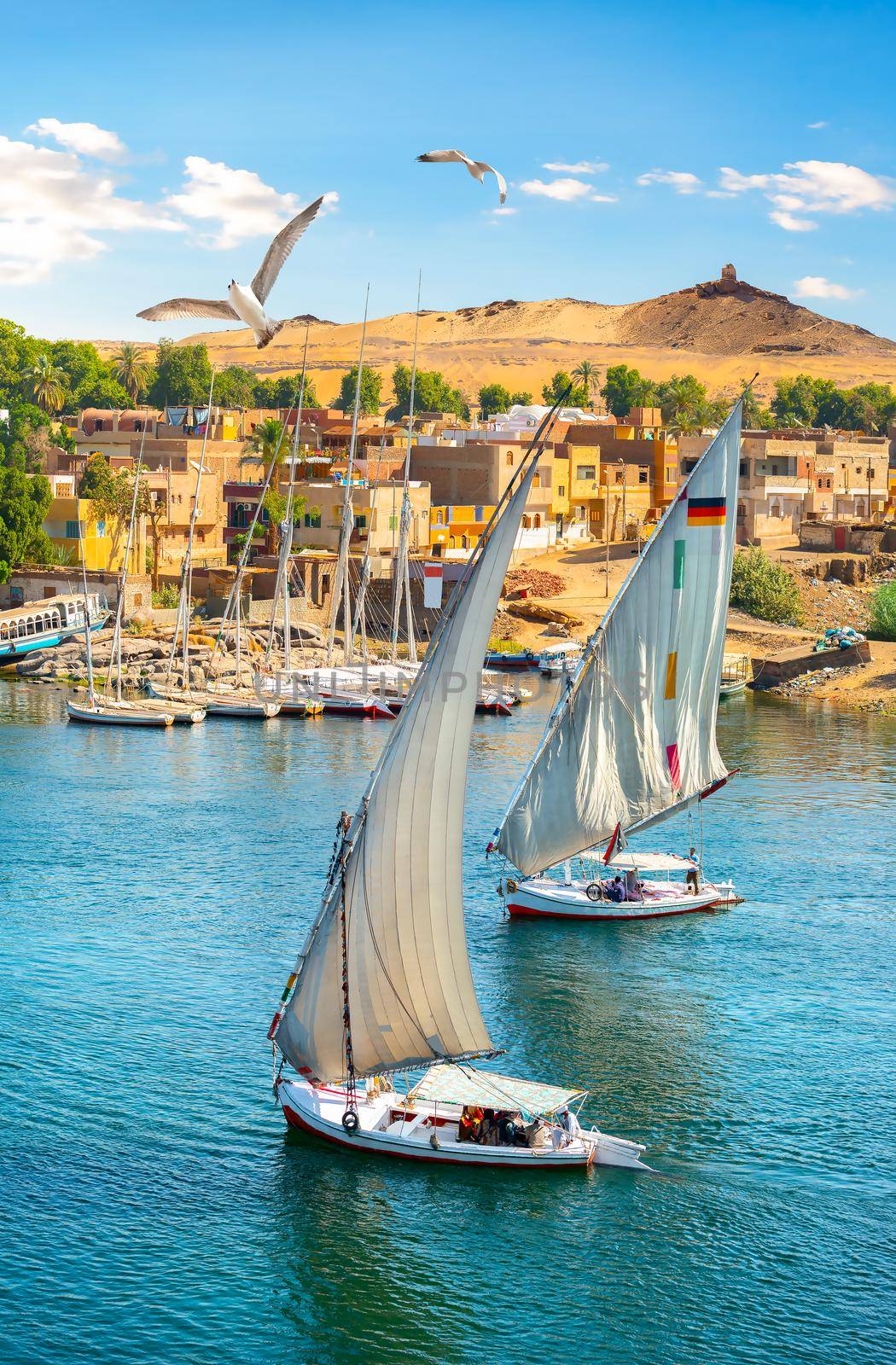 Seagulls over sailboats in sunny Aswan, Egypt