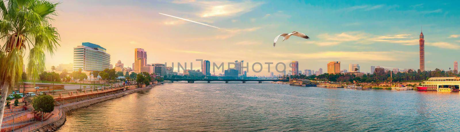 Seagull over downtown of Cairo at sunset