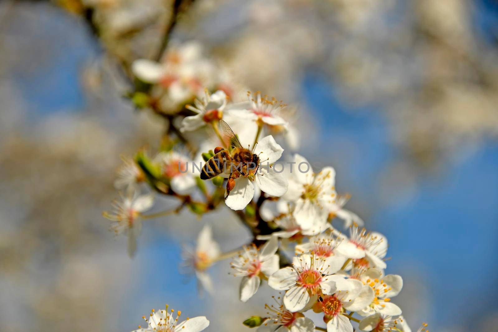 honey bee on wild mirabelle blossom in springtime