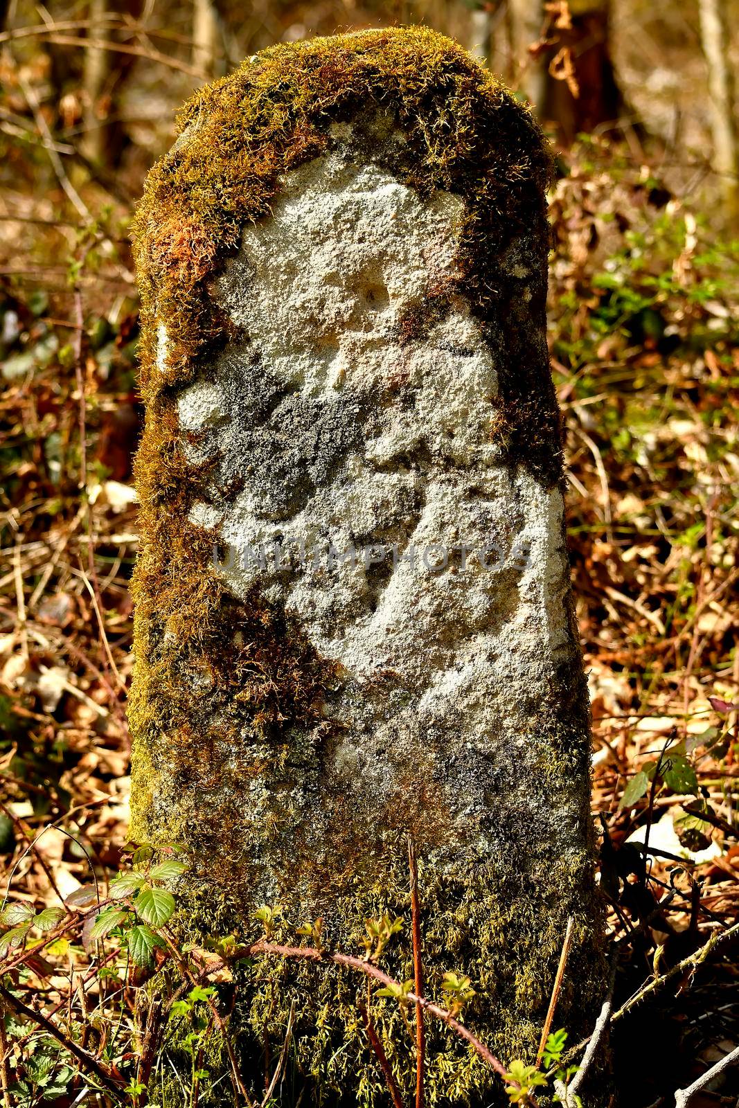 old border stone in a forest in Germany by Jochen