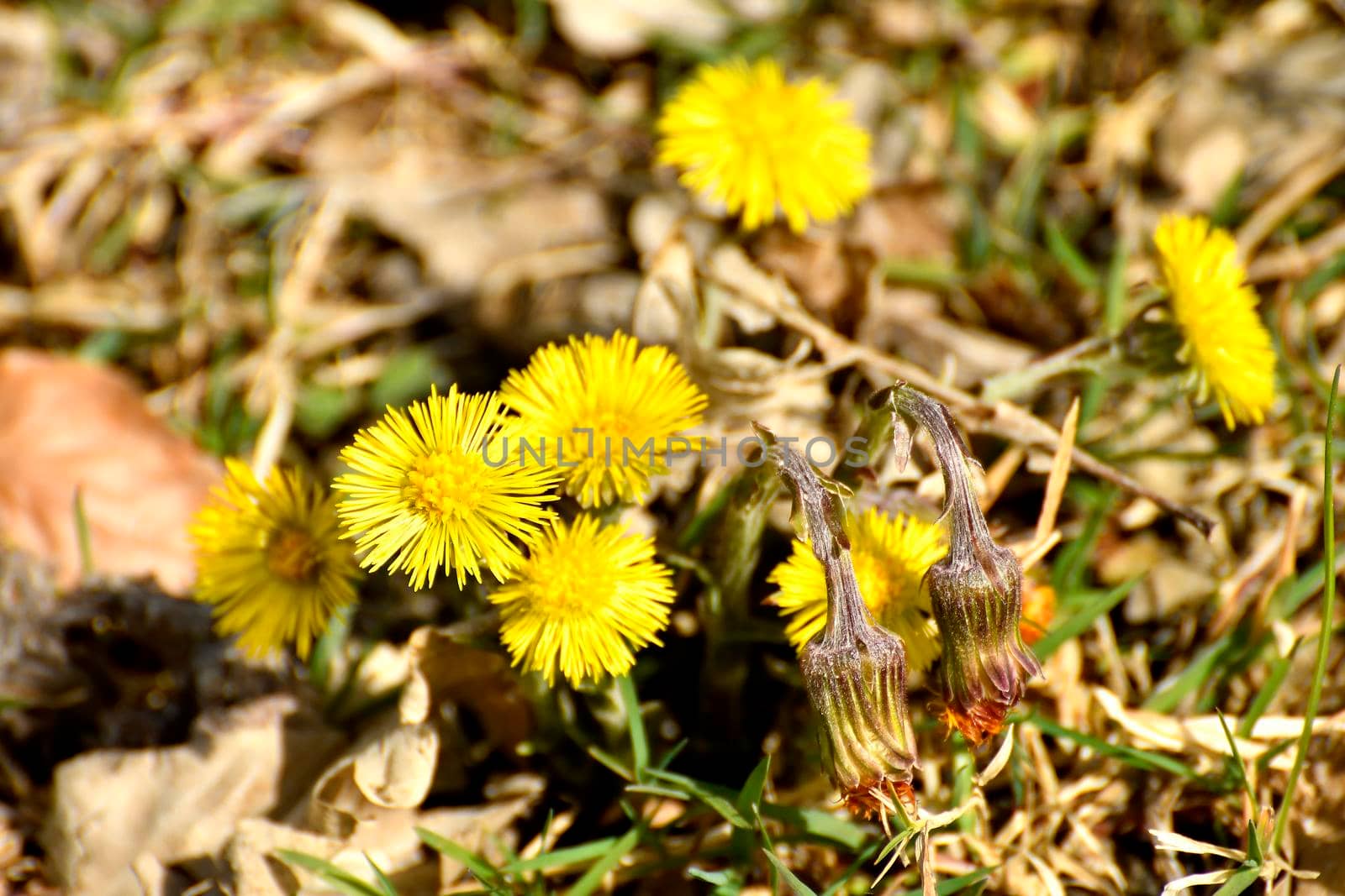 Coltsfoot, medicinal plant with flower in spring