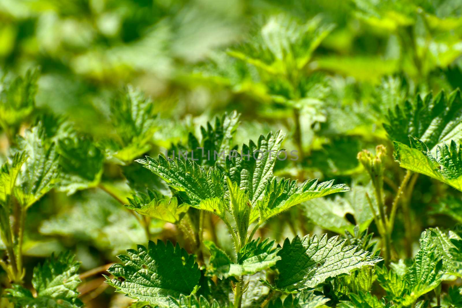 young stinging nettles in spring by Jochen