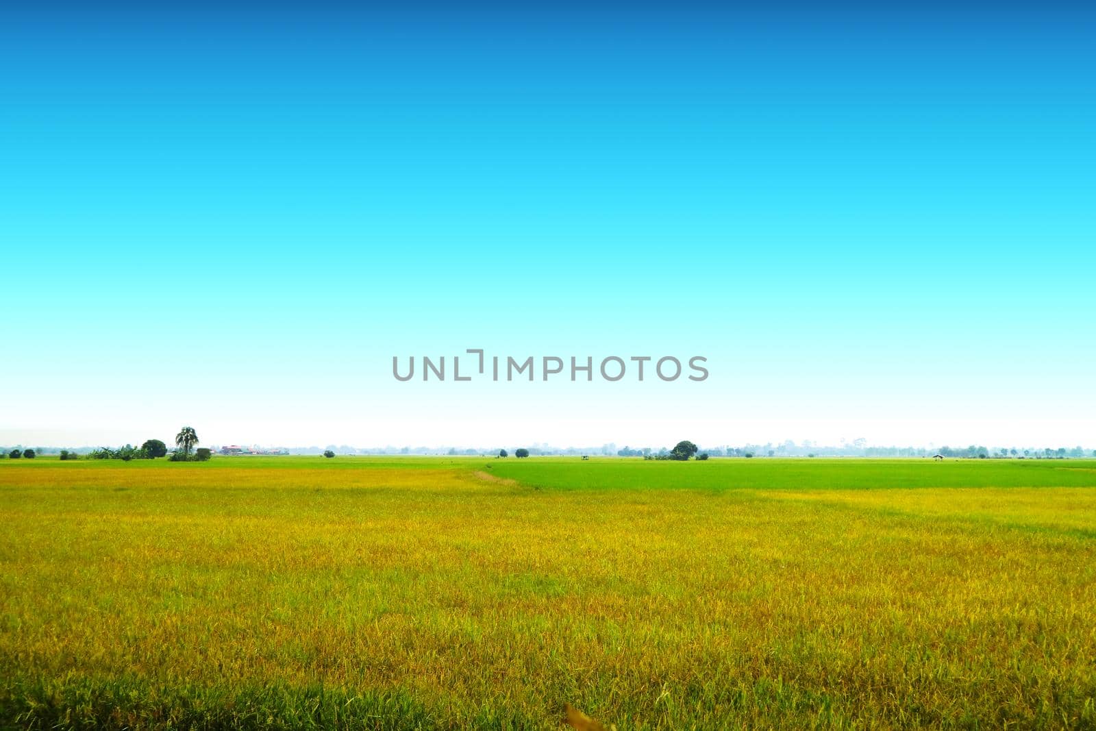 beautiful agriculture jasmine rice farm in the morning clear blue sky background