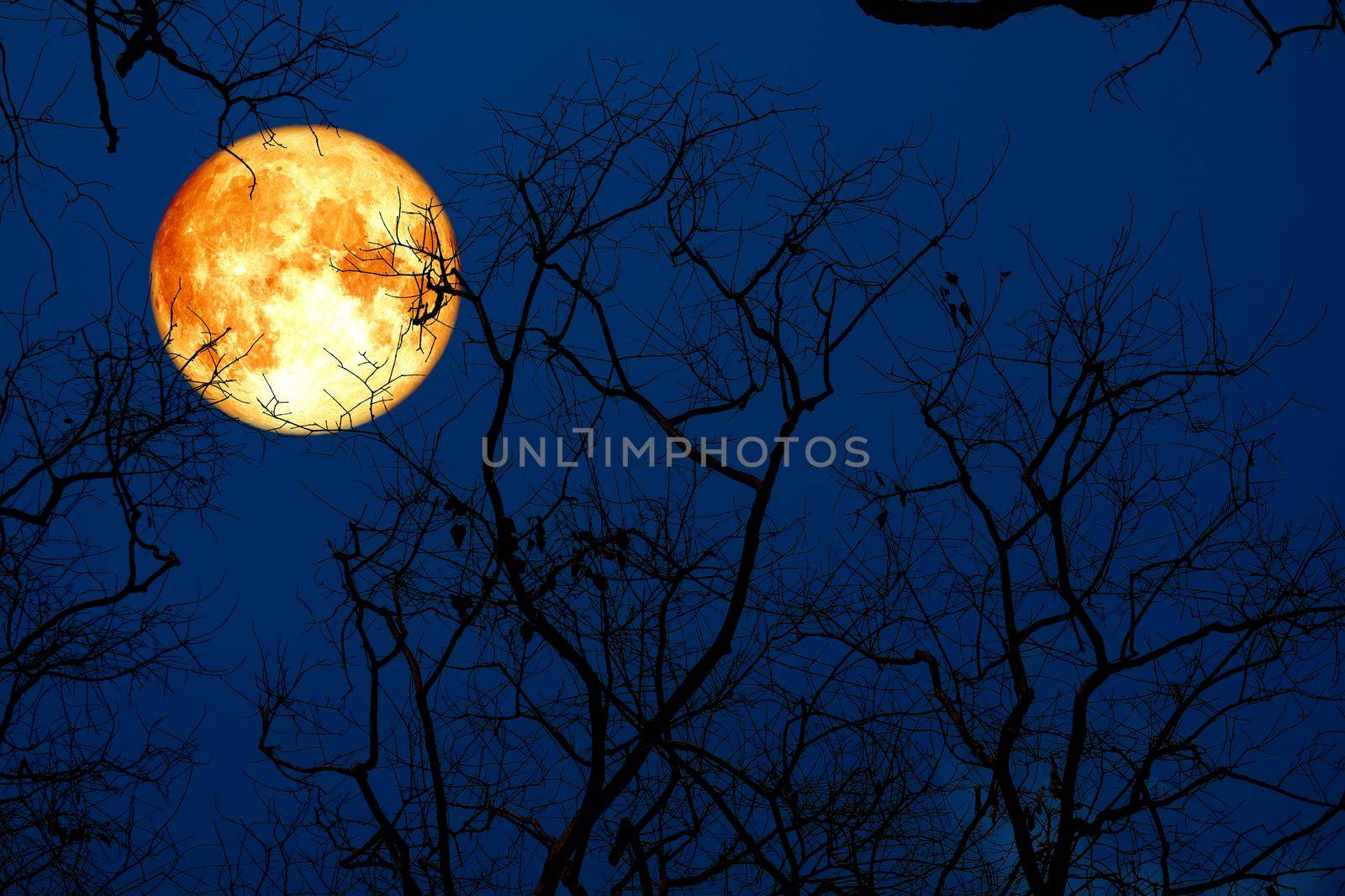 Full buck blood moon and silhouette tree in the night sky, Elements of this image furnished by NASA