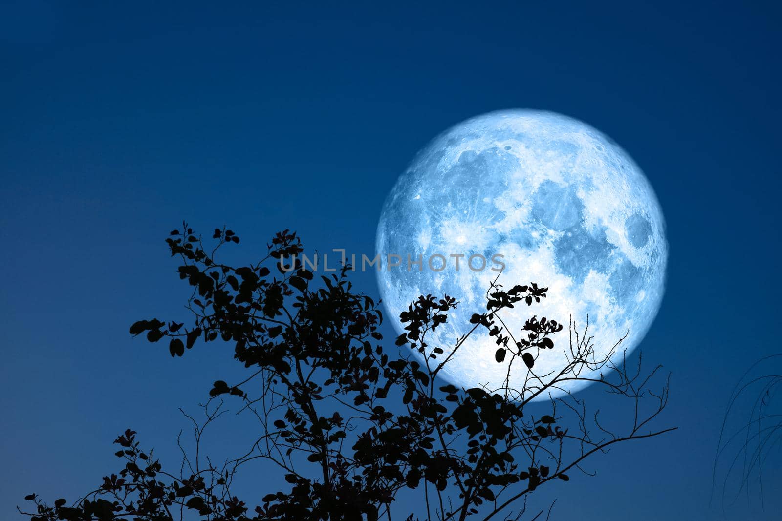 Full egg blue Moon and silhouette top dry tree in the field and night sky by Darkfox