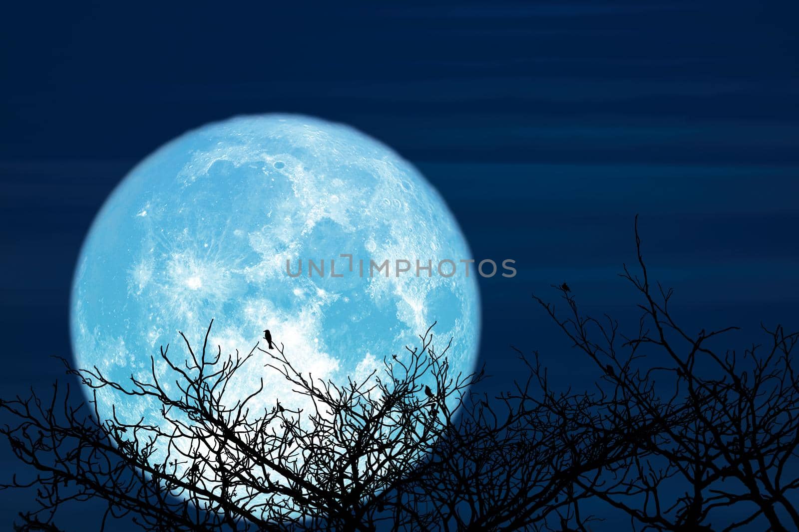 Super Sturgeon blue moon and silhouette coconut tree mountain in the night sky, Elements of this image furnished by NASA