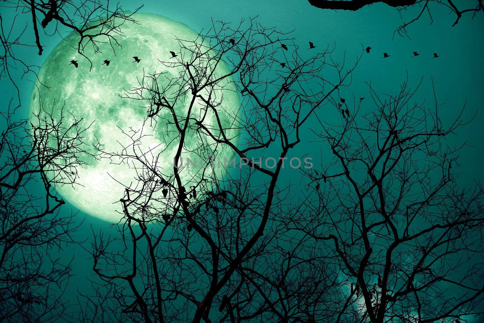 super sturgeon green moon and silhouette birds in the night sky, Elements of this image furnished by NASA