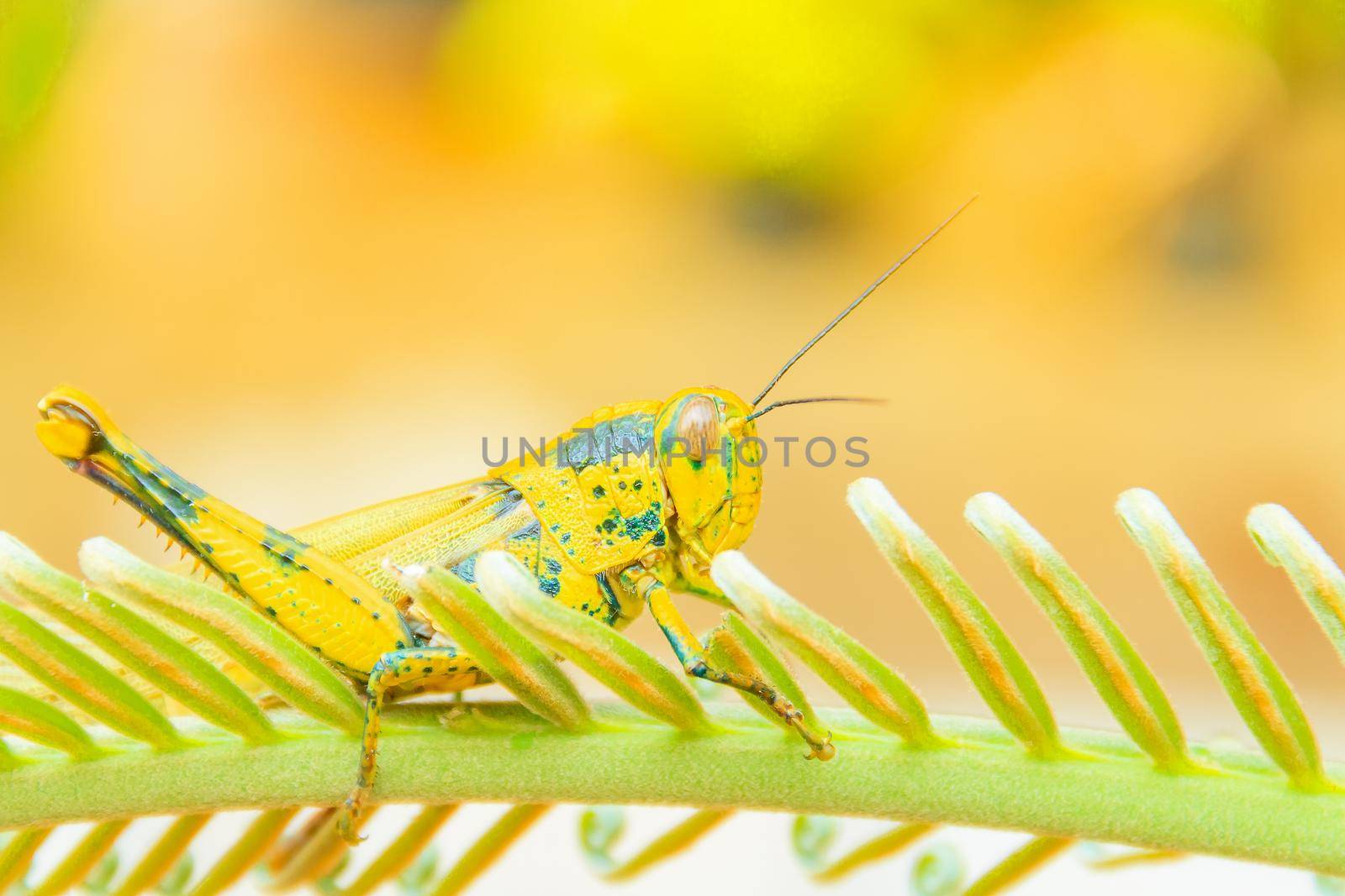 grasshopper yellow on branch of trees with copy space add text select focus with shallow depth of field.