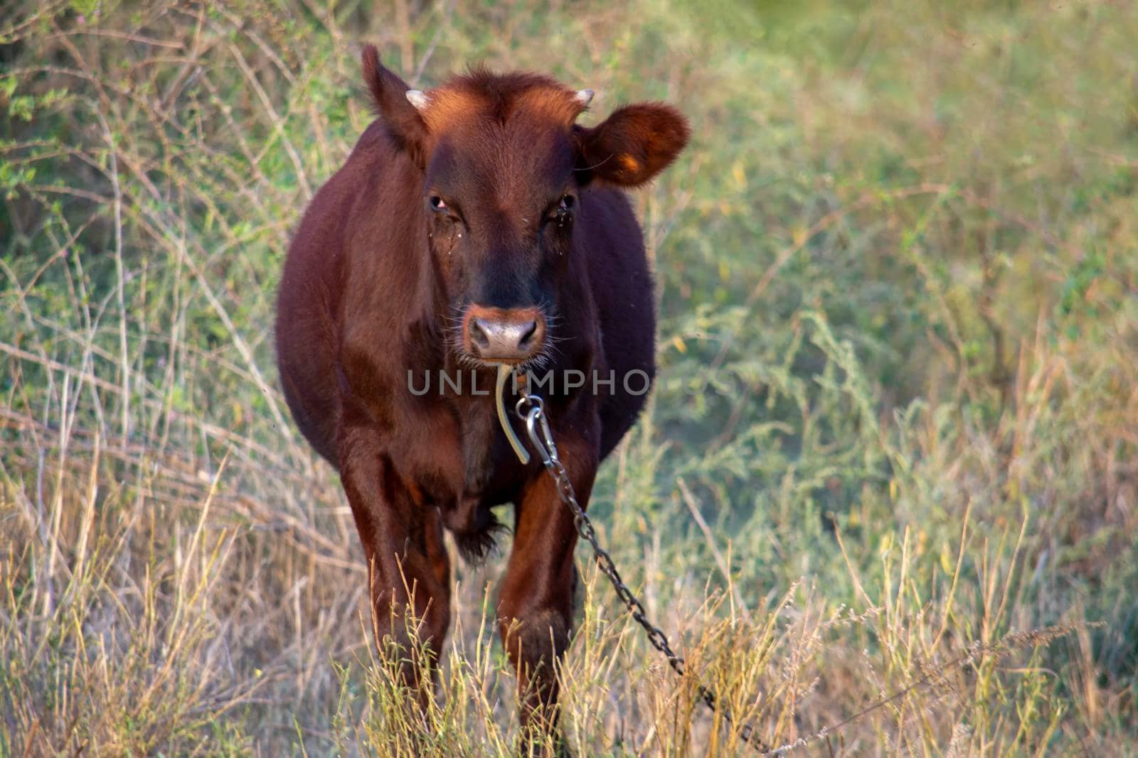 The bull is on a chain on the lawn during the day. Sunny autumn day. Front view. by Essffes