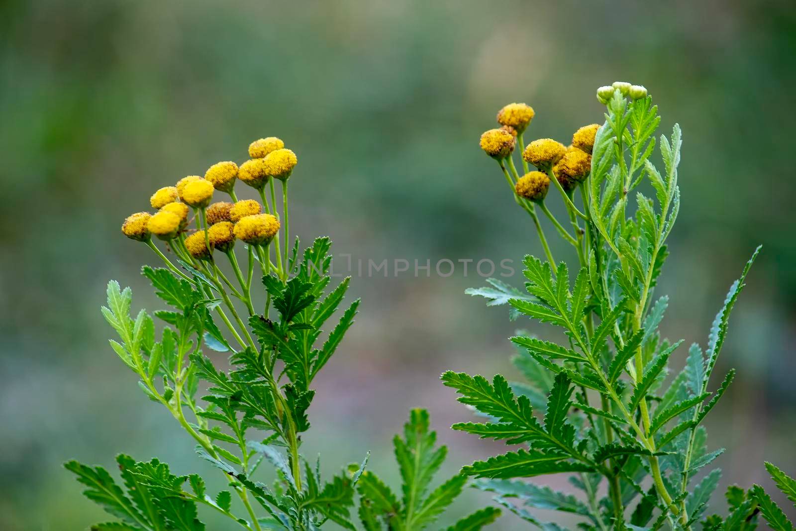 Yellow tansy flowers Tanacetum vulgare, common tansy, bitter button, cow bitter, or golden buttons in meadow. Wildflowers. by Essffes