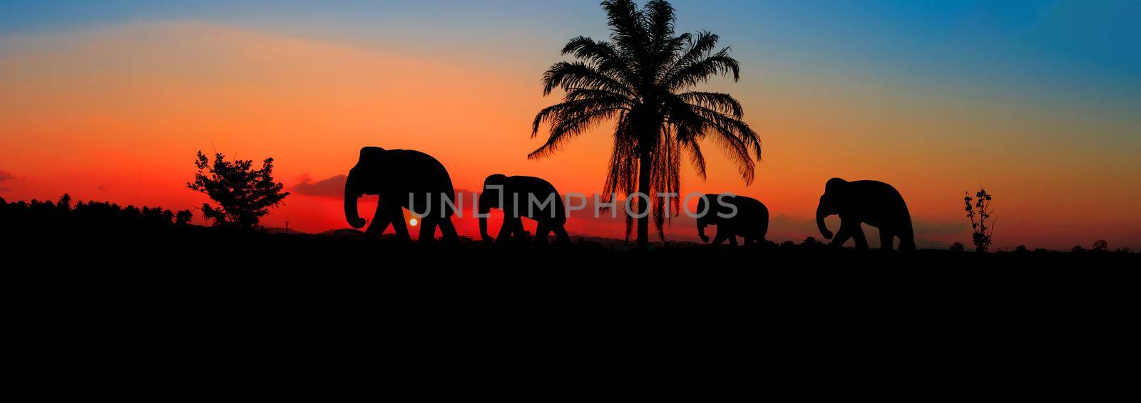 panorama silhouette elephant herd animals wildlife walking in twilight sunset beautiful background. with copy space add text by pramot