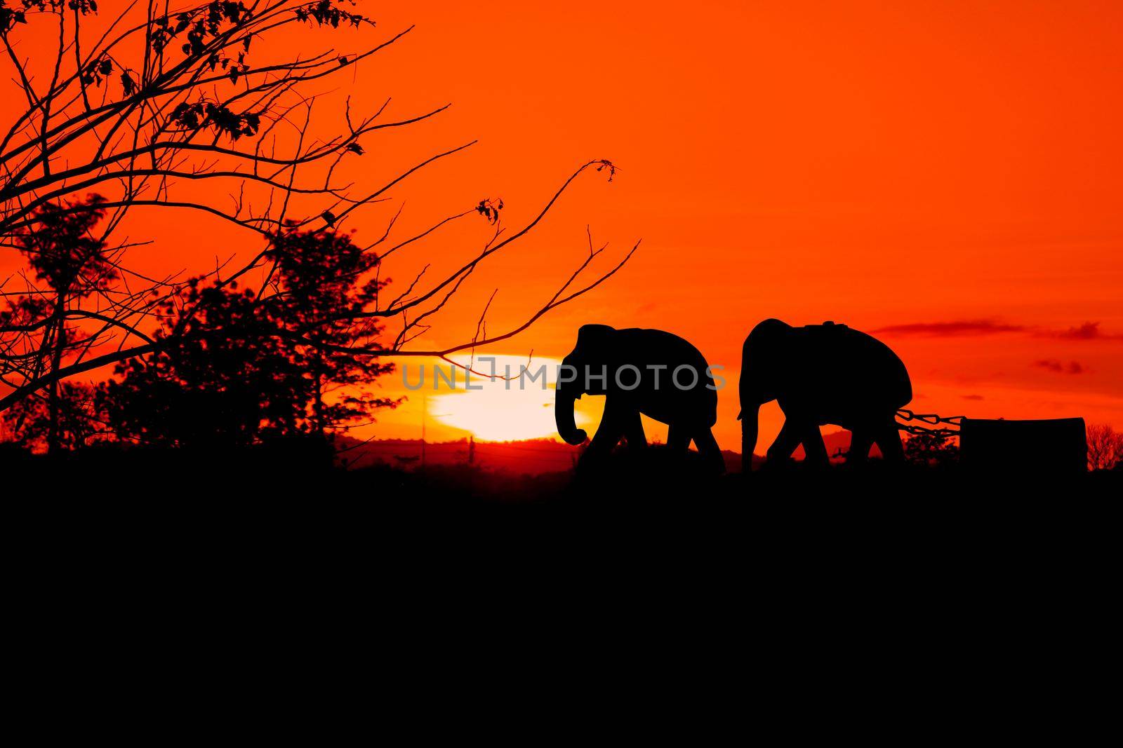 silhouette elephant herd animals wildlife walking in twilight sunset beautiful background. with copy space add text
