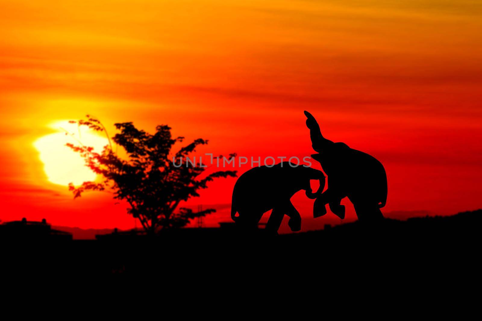 silhouette elephant battle animals wildlife in twilight sunset beautiful background. with copy space add text by pramot