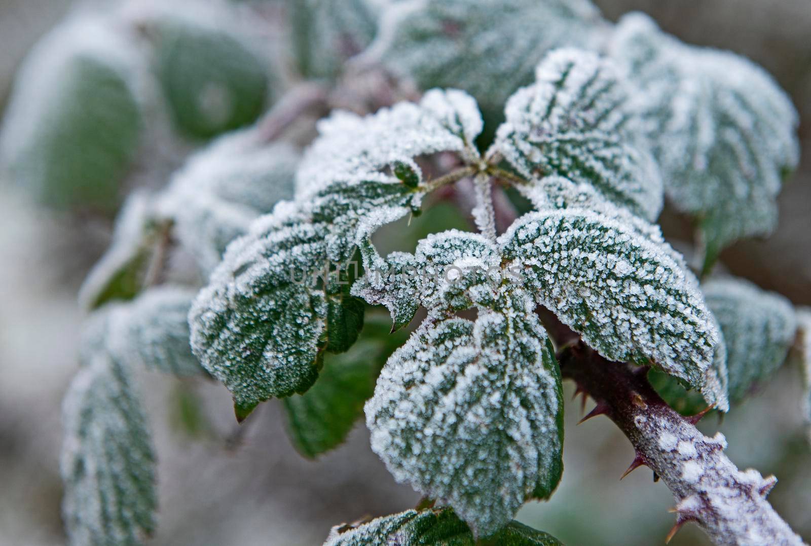 Closeup detail of frozen frost covered leaves on plants in garden during winter with ice