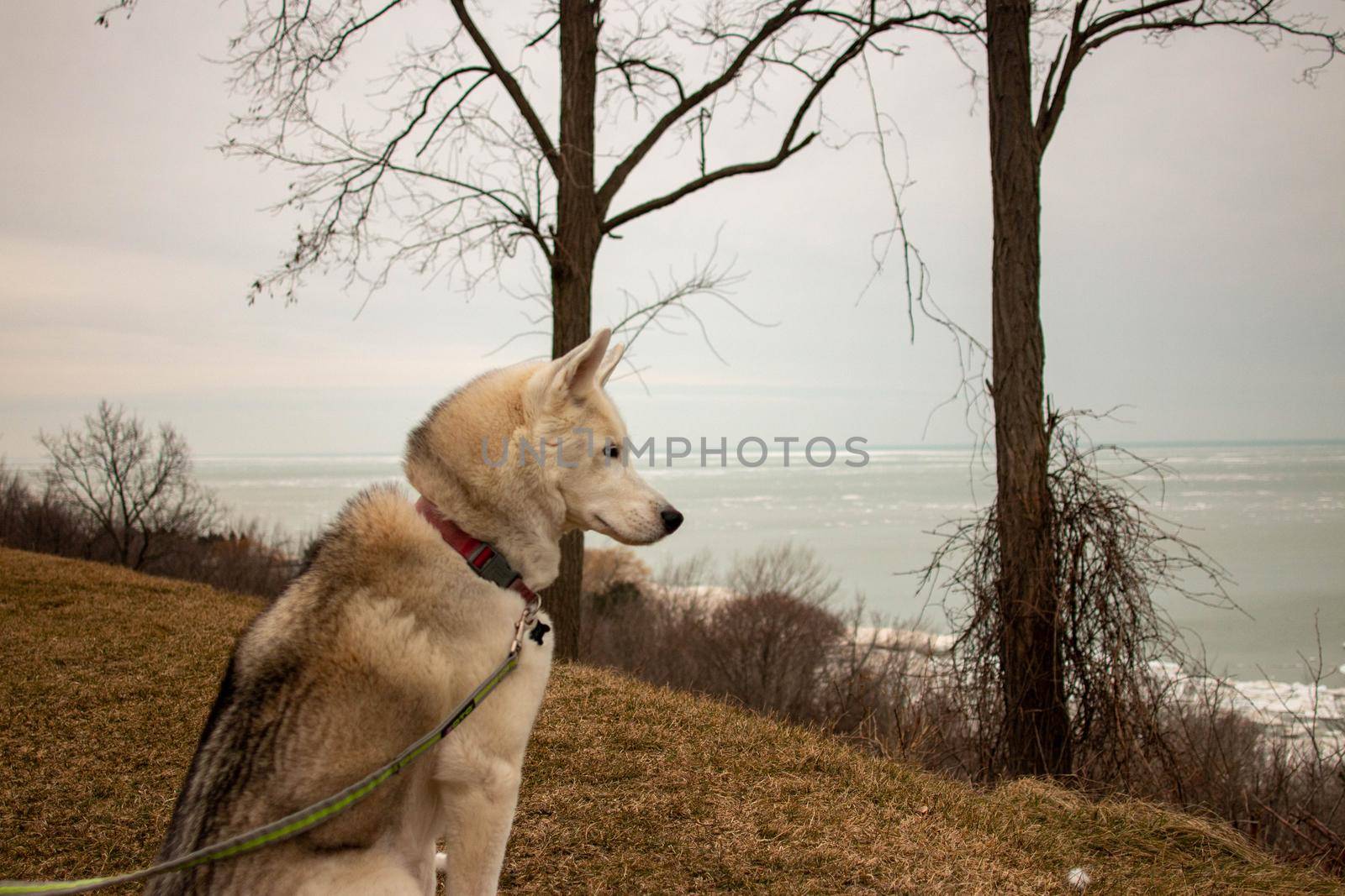 White husky at the beach with a sunset overlooking.