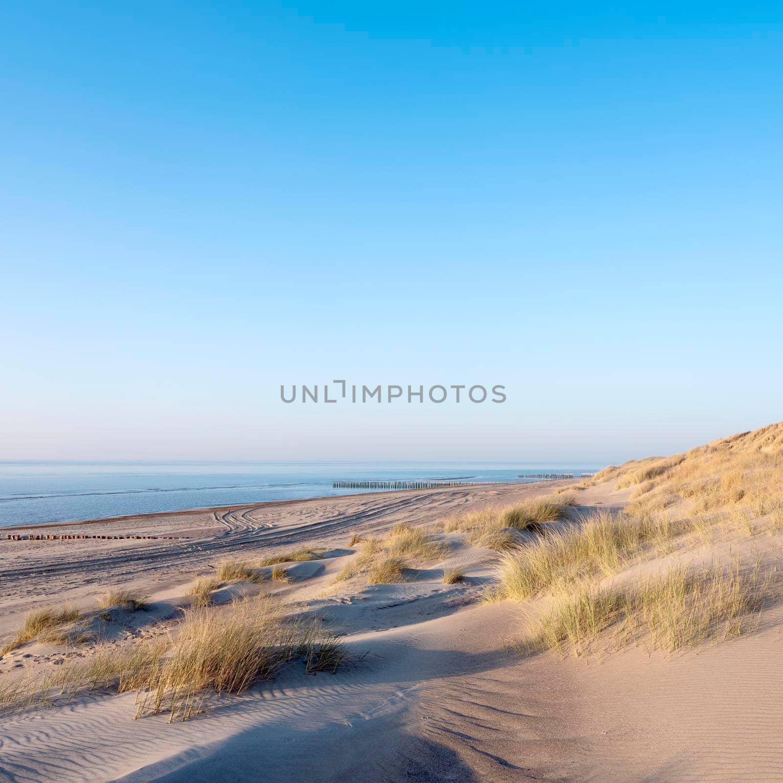 sand dunes and deserted beach on the dutch coast of north sea in province of zeeland under blue sky in spring