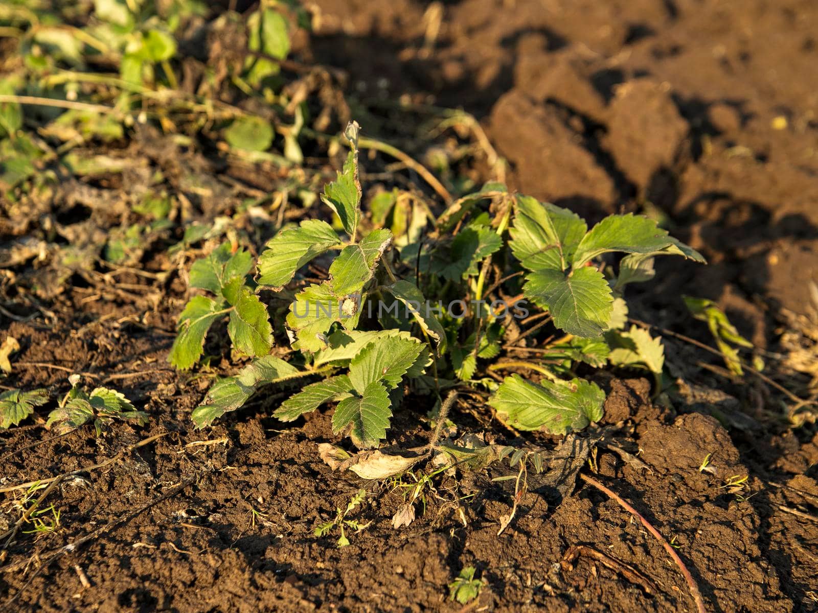 Strawberry bush with green leaves on dark ground on sunny spring day.