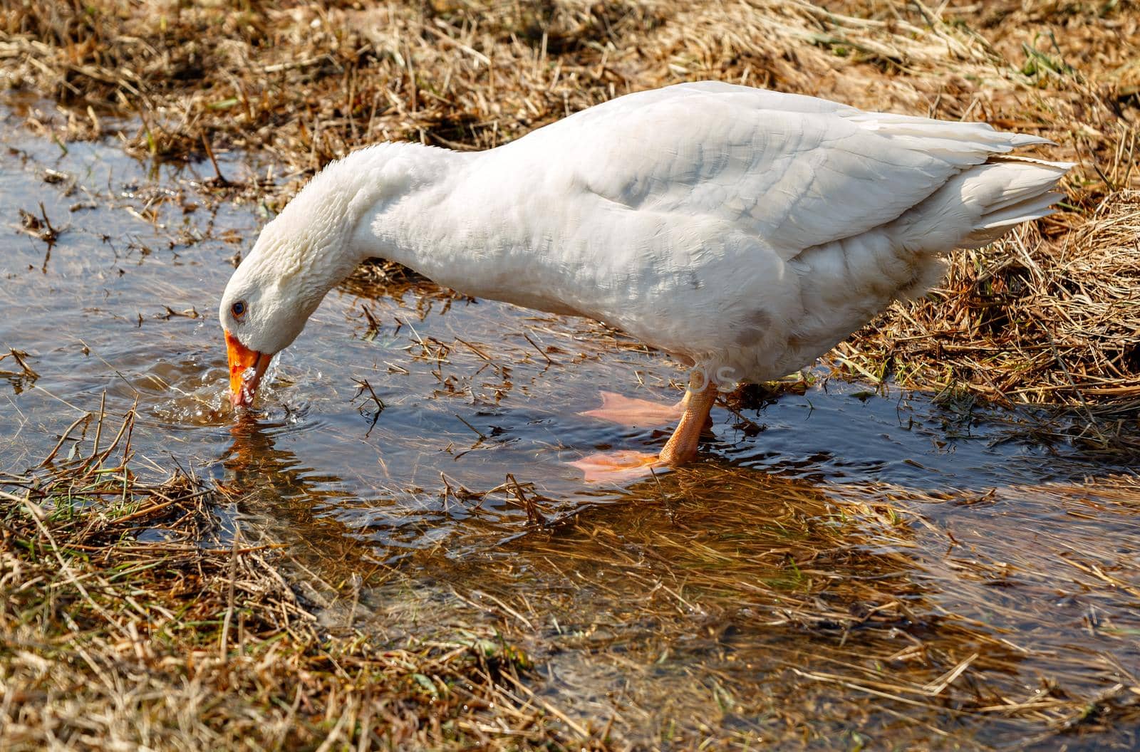 White goose drinks water from puddle on spring day.