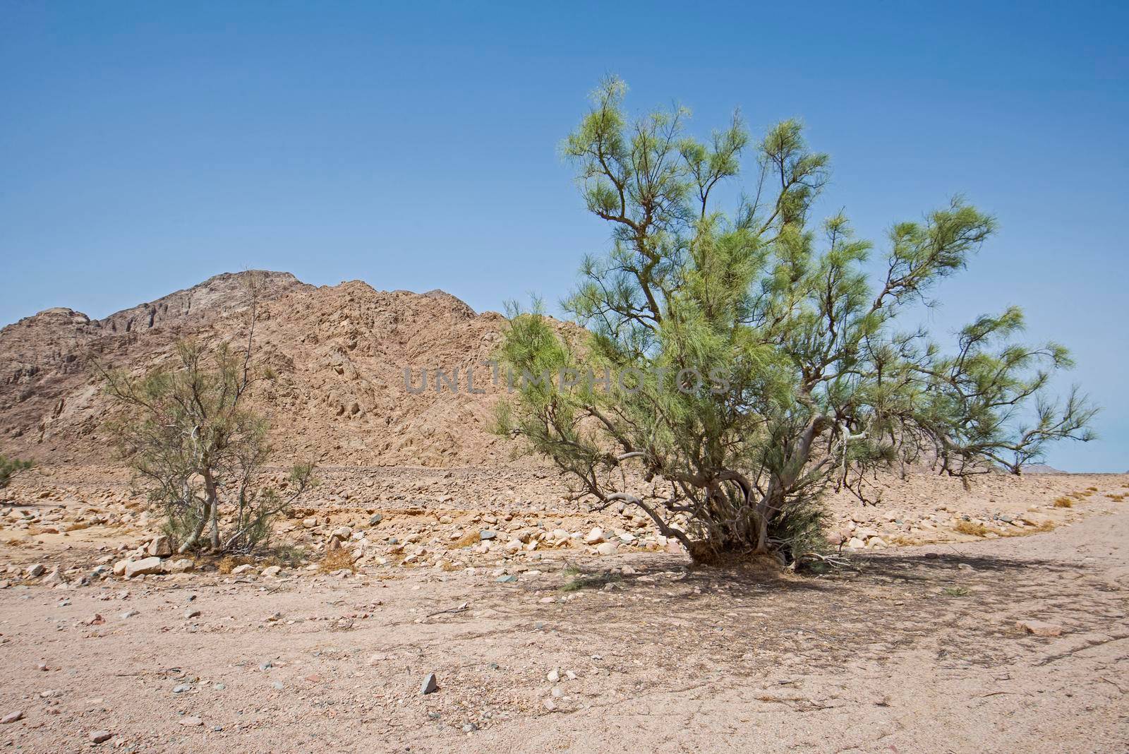 Landscape scenic view of desolate barren eastern desert in Egypt with lone acacia tree and mountains