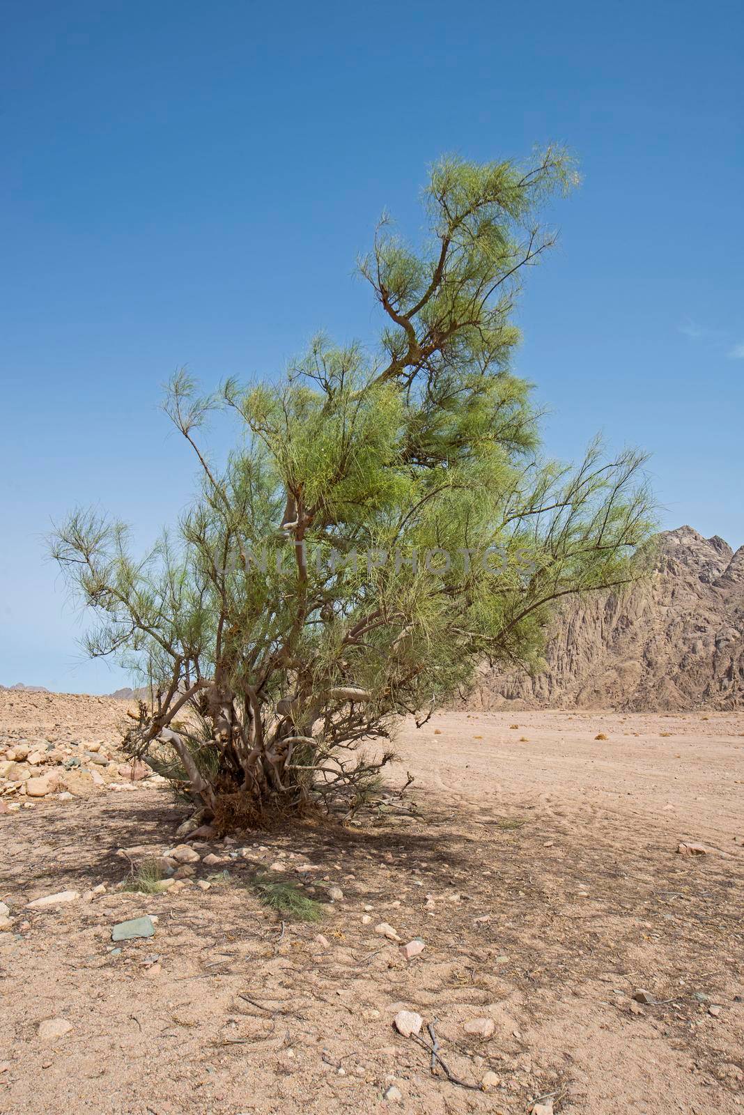 Landscape scenic view of desolate barren eastern desert in Egypt with lone acacia tree and mountains