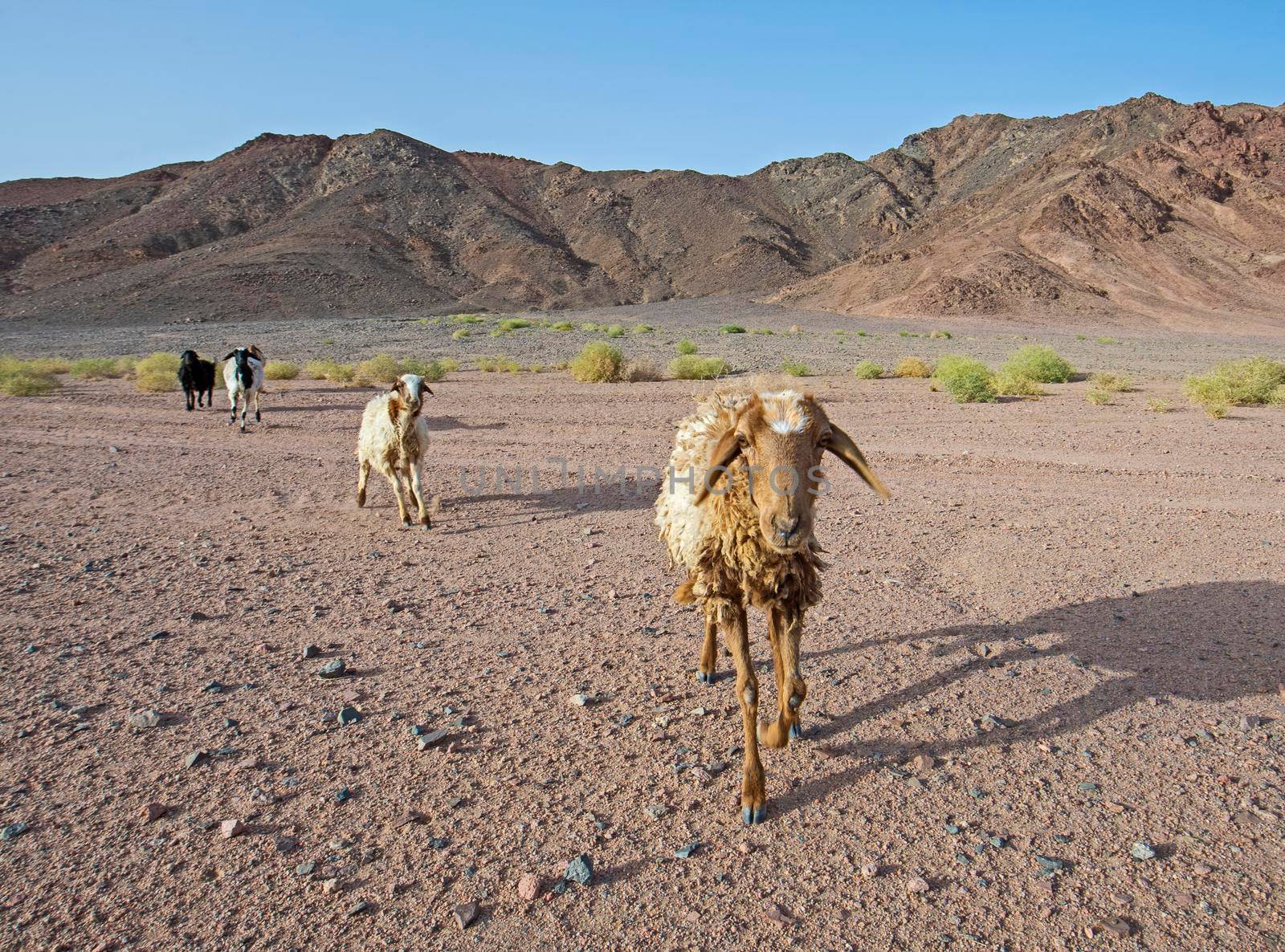 Landscape scenic view of desolate barren eastern desert in Egypt with herd of sheep and mountains